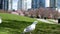 David Lam Park seagulls stroll through a blooming park looking for food flying in the sky against the backdrop of