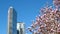 David Lam Park Yaletown beautiful park in vancouver high skyscrapers people walking in spring pacific ocean jetty