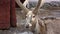 David\'s deer in open-air cage of a zoo close-up