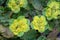 David`s golden saxifrage Chrysosplenium davidianum yellow-green flowers