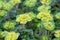 David`s golden saxifrage Chrysosplenium davidianum with yellow-green flowers