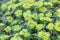 David`s golden saxifrage Chrysosplenium davidianum yellow-green inflorescence