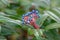 David Viburnum davidii, cluster of oval blue berries