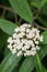 David Viburnum davidii, cluster of tiny white flowers