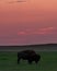 Dawn Breaks Over Grazing Bison