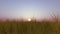 Dawn in a field with grass and wheat 3D render