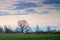 Dawn landscape, bare spring oak tree