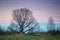 Dawn landscape, bare spring oak tree