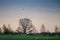 Dawn landscape, bare spring oak tree