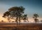 Dawn mist in the Australian Outback Darwin, Northern Territory