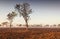 Dawn mist in the Australian Outback Darwin, Northern Territory