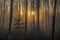 dawn in misty magic woodland