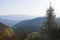 Dawn in the mountains-firs and peaks of the mountain range in the fog and in the light of the first cold rays of the sun .