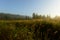 Dawn over the tall thick grass of a forest swamp in the morning misty haze