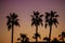 Dawn of palm trees Phoenix Arizona United States