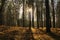 Dawn in a pine forest