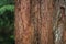 Dawn Redwood tree