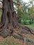 A Dawn Redwood Tree in Autumn