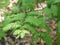 Dawn Redwood Tree Detail of Needles Leaves