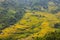 Dawn on rice fields prepares the harvest at northwest Vietnam. Rice fields terraced of Hoang Su Phi, Ha Giang province, Vietnam. V