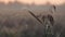 Dawn's Dew: Ethereal Morning Light Illuminates Spider Webs on Grass Blades