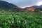 Dawn scenery of a calla lily flower field, a tourist farm in Yangmingshan National Park in suburban Taipei