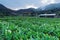 Dawn scenery of a calla lily flower field, a tourist farm in Yangmingshan National Park in suburban Taipei