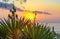 Dawn on the sea. Scrub Yucca closeup on a background of the rising sun. Greece