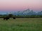 Dawn shot of bison and grand teton mountain in wyoming