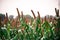 dawn shot of millet crop standing in the feild with the grain stalk standing high with leaves all around