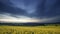 Dawn Sky over Blooming Rapseed Field in UK