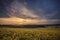 Dawn Sky over Rapeseed Fields