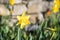 Dawn of spring Daffodil in rock garden