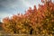 Dawning in a field of cherry cultivation in autumn