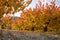 Dawning in a field of cherry cultivation in autumn