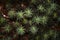 Dawsonia superba, tallest moss in the world
