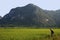 DAXIN, CHINA, 28 SEPTEMBER 2011: Chinese worker spraying rice field