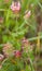 Day active Moth on pink Clover flowers