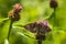 Day active Silver Y Autographa gamma moth pollinating on pink an