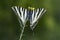 Day butterfly perched on flower, Iphiclides feisthamelii