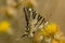 Day butterfly perched on flower, Iphiclides feisthamelii