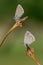 Day butterfly perched on flower, Polymmatus Celina