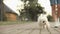 Day of games and walks: a young girl enjoys spending time with her dog, playing and enjoying a free summer day. A woman