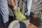 Day laborers transfers olives from collection net to the harvesting bucket