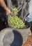 Day laborers transfers olives from collection net to the harvesting bucket