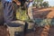 Day laborers transfers olives from collection net to the harvesting bucket