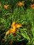 Day Lilies Love the Sunlight