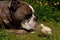 Day-old chickens hang out with a Old English Bulldog