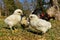 Day-old chicks photographed in group on free range.