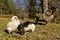 Day-old chicks photographed in group on free range.